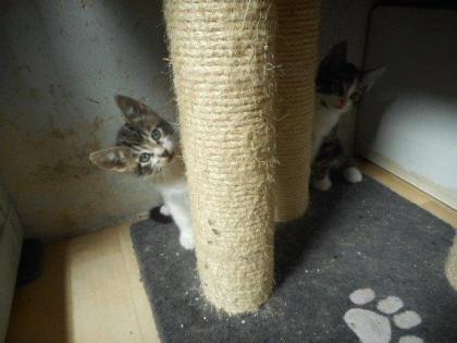 Unsere Katzenmama mit Babys