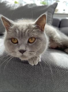 Verspieltes BKH-Kitten ab dem 15. 07 in fürsorgliche Hände abzugeben
