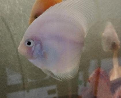 Diskus White Angel 6/8