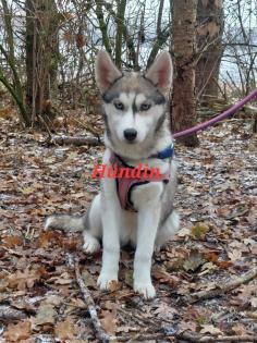 Husky Welpen aus exclusiver Verpaarung suchen ein kuscheliges Zuhause. Nur noch 3 Welpen Verfügba