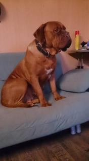 1 Bordeauxdoggen Welpen suchen ein zu Hause