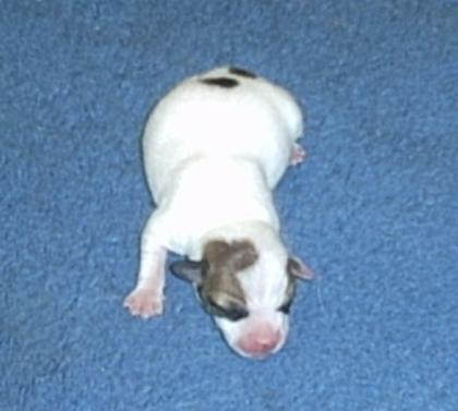 Jack Russell Bande