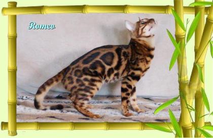 Exklusiver und pfiffiger Bengal Kater, Donat Rosetten, Eyecatcher, unkastriert