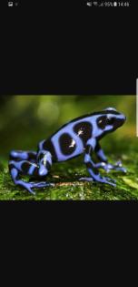 Diverse Nachzuchten verschiedener Dendrobaten Dendrobates Pfeilgiftfrösche Frösche abzugeben.