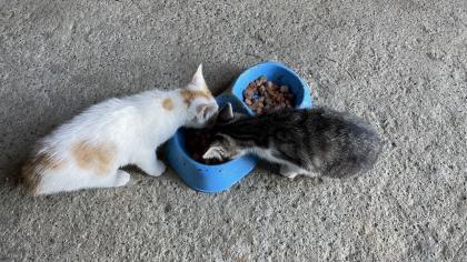 2 süße Katzenbabys abzugeben