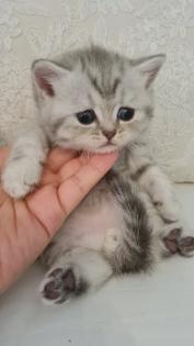 Bkh kitten / Tabby