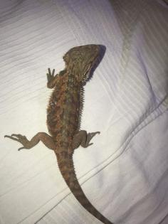 Bartagame Jungtiere abzugeben