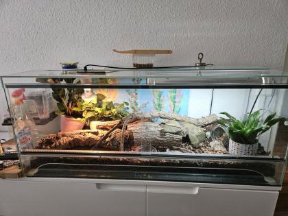 3 Blattzehengeckos komplett ausgestattetes Terrarium