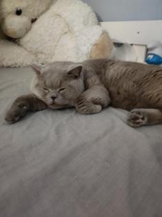 Deckkater BKH