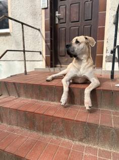 Labrador deutsche Dogge mix Hannah