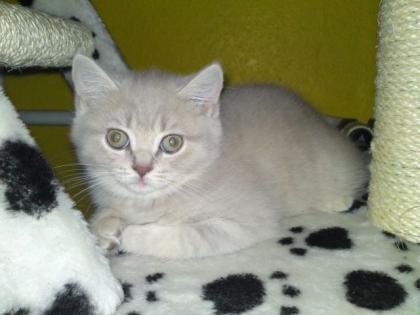 Wunderschöne BKH Prinzessin in Lilac Tabby -