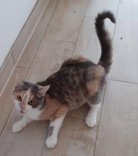 Coco Glückskatze sucht dringend glückliches Zuhause aus dem Tierschutz / gechipt, geimpft, k