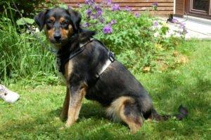 WILHELMINCHEN - weiblich 1 Jahr 51 cm 19 kg Mix Gechipt Kastriert