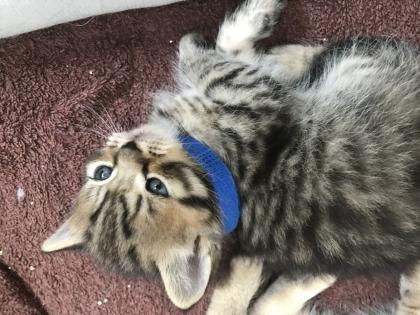 Zauberhafte Kitten BKH