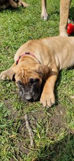 Dogo canario Welpen
