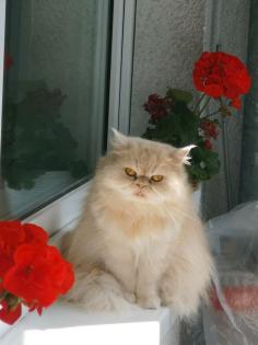Hauskatze Langhaar Perse
