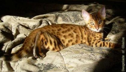 Kleine Hobbybengalenzucht nahe Köln - Kitten mit TICA-Papieren vom Züchter