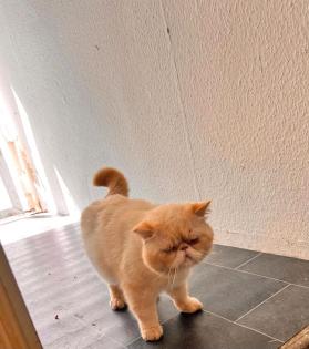 Hauskatze perse katze