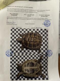 Griechische Landschildkröte weiblich zu verkaufen