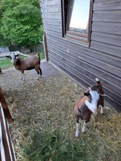Südafrikanische Zwergziegen Ziege/Schaf