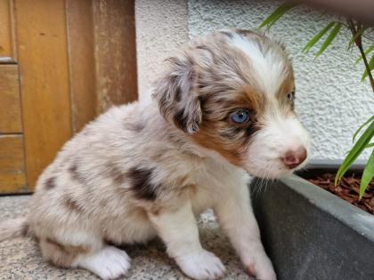 Australian Shepherd Welpen