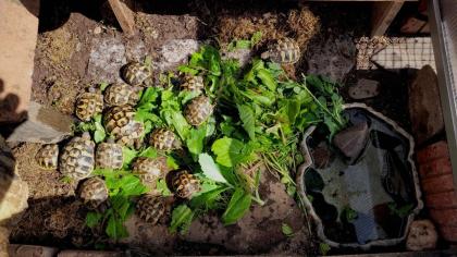 Griechische Landschildkröten - einjährig aus naturnaher Zucht