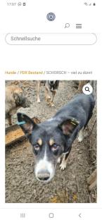 Tolle Welpen, Junghunde Hundesenioren