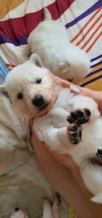 Berger Blanc Suisse langstock