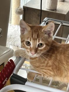 Birma-Hauskatze Mix 1Kater 1Kätzin Kitten