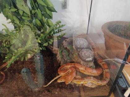 2 Kornnattern