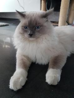 Reinrassiger Ragdoll Deckkater in blue mitted mit Deckerfahrung