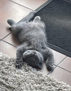 BKH Kitten, Britisch Kurzhaar, Katzenbabys, Kitten