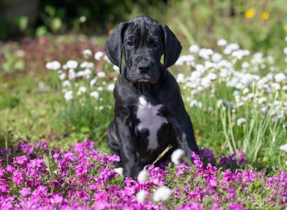 Wunderschöne schwarzes Deutsche Doggen Mädchen, geb. 17. 03. 2023