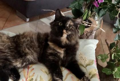 Katze Dori sucht ein liebevolles Zuhause