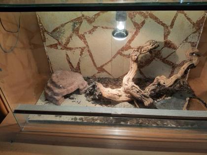 Leopardgeckos mit Terrarium