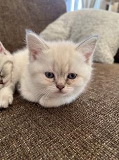 5 Wunderschöne BKH Kitten
