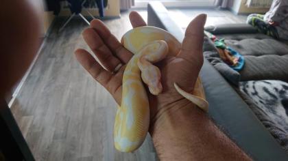 Zwei Königspython male 1. 0