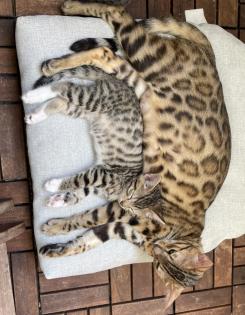 Wunderschöne und verschmuste Bengal-Kitten