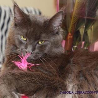 Klassic Blue Maine Coon Kitten-super