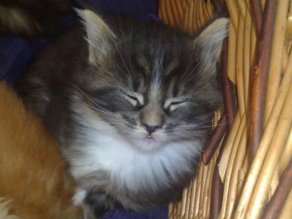 Traumhafte Maine Coon Mädels suchen ebenso traumhaftes Daheim