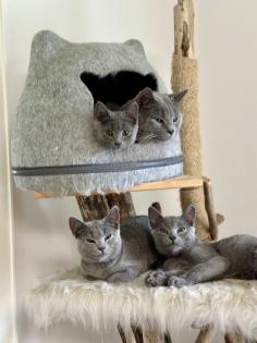 Chartreux / Kartäuser Kätzchen