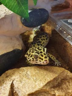 Leopardgeckos und Terrarium