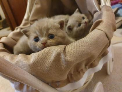 Kitten BKH lilac