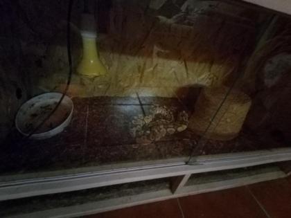 Schlangen mit Terrarien zu verkaufen