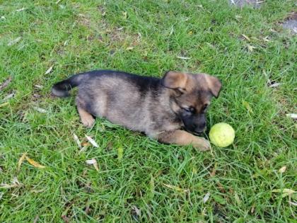 Schäferhund welpen