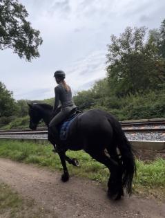 Suche eine Reitbeteiligung/Reiter sucht Pferd
