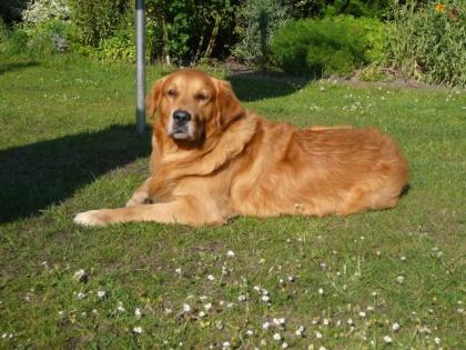 6jähriger Golden Retriever Rüde