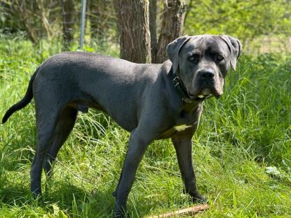 Cane Corso rüde dringend in liebevolle und erfahrende Hände