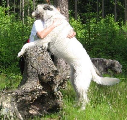 Irish Wolfhound von Theresienstein