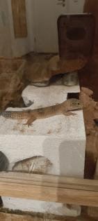 Zwei weibliche Leopardengeckos